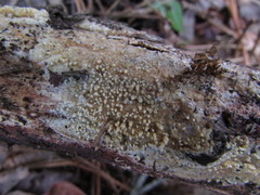 Basidioradulum radula