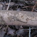Peniophora cinerea - Photo (c) maricel patino, algunos derechos reservados (CC BY-NC), uploaded by maricel patino