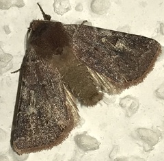 Cerastis tenebrifera