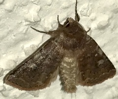 Cerastis tenebrifera