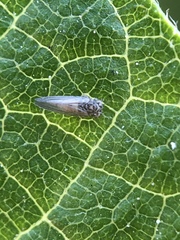 Cryptoneossa triangula