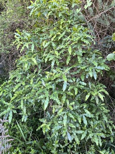 Foto de Vepris lanceolata