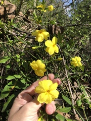 Jasminum mesnyi