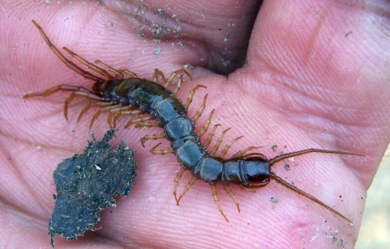 Lithobius longiscissus