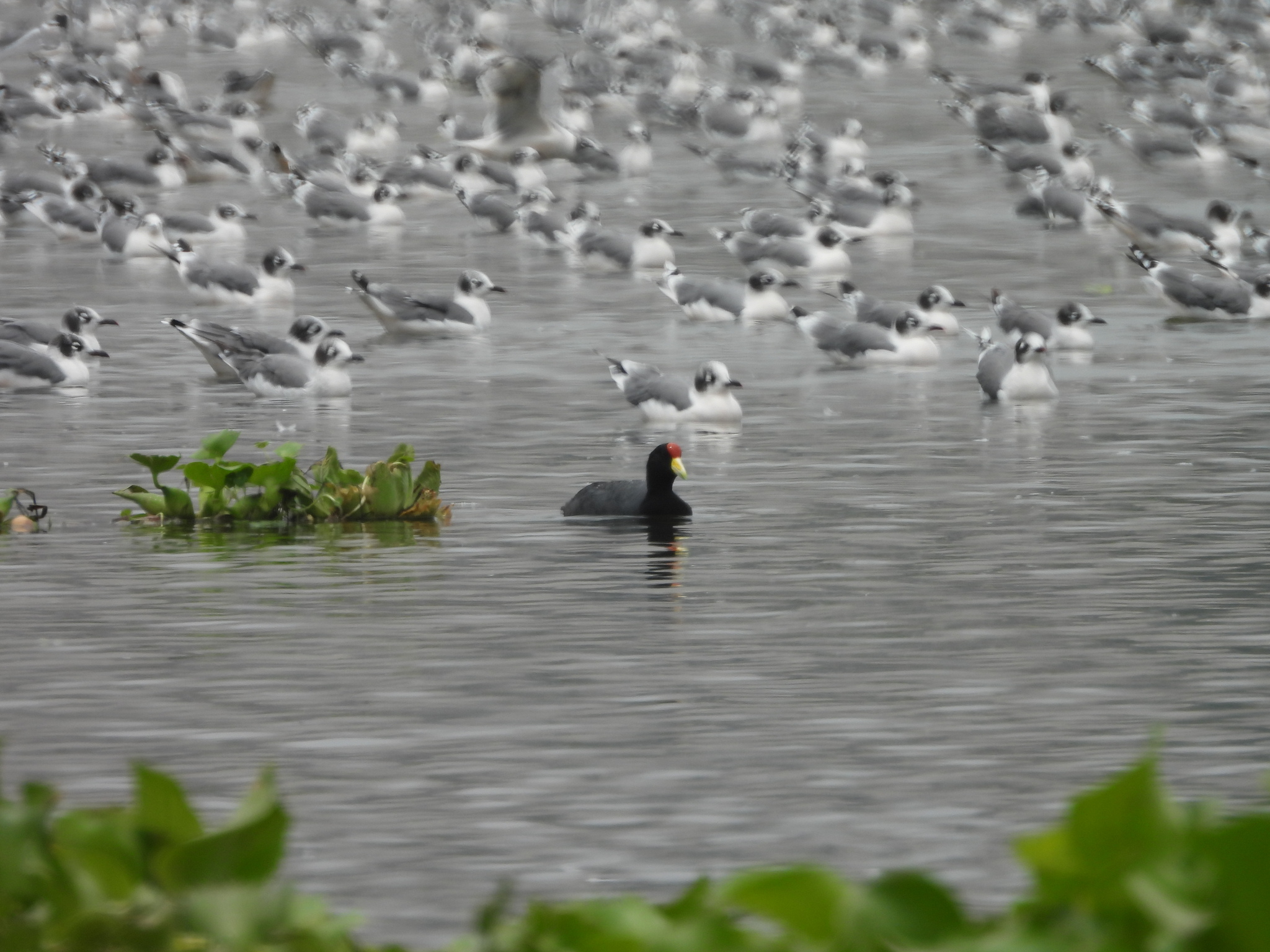 Andean Coot (Fulica ardesiaca), photo 6