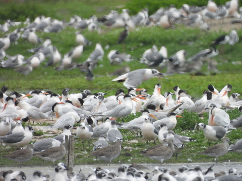 Elegant Tern (Thalasseus elegans), photo 8