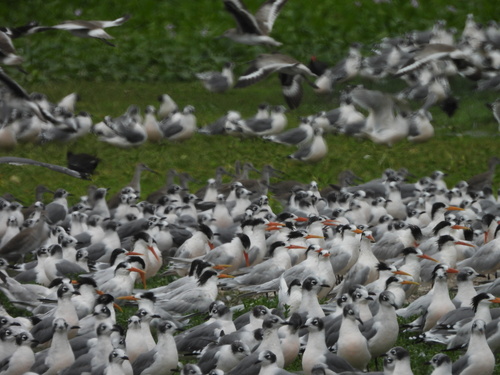 Elegant Tern (Thalasseus elegans), photo 7