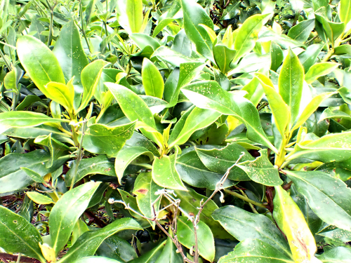Myoporum semotum