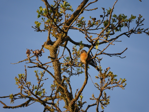 iNaturalist observation photo of American Robin