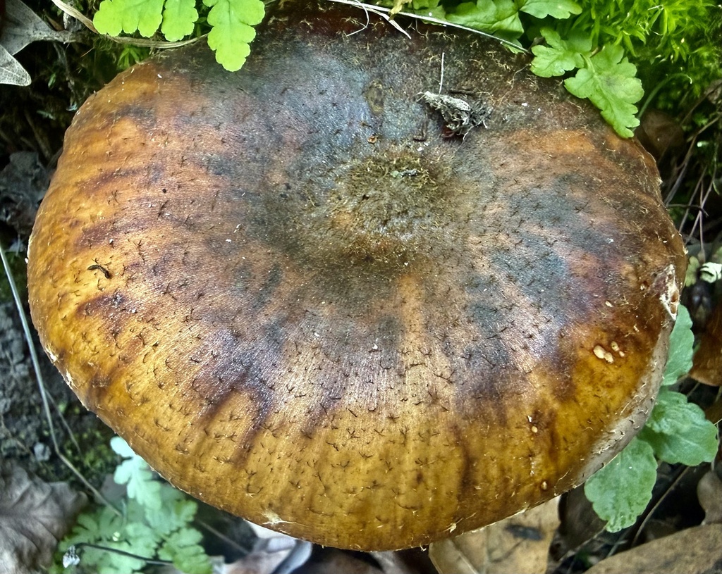 Armillaria sinapina · February 2026 · photo: © hllrnnr (iNaturalist, cc0)