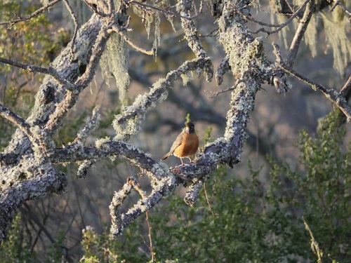 iNaturalist observation photo of American Robin