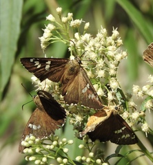 Apyrrothrix araxes arizonae