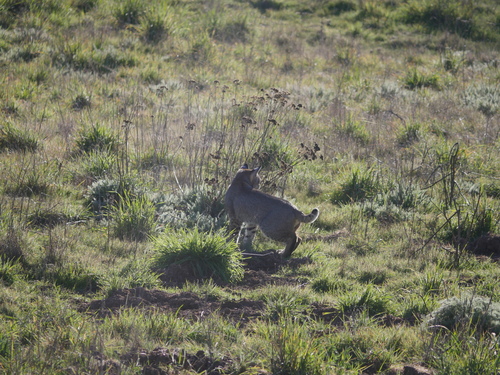 iNaturalist observation photo of Bobcat