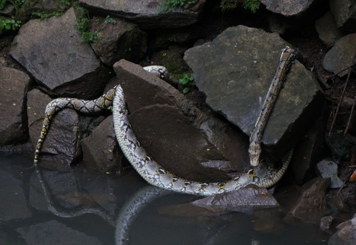 Malayopython reticulatus