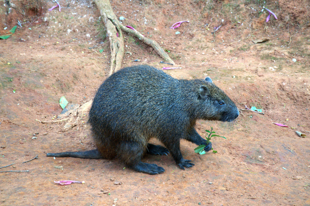 Geay's Hutia