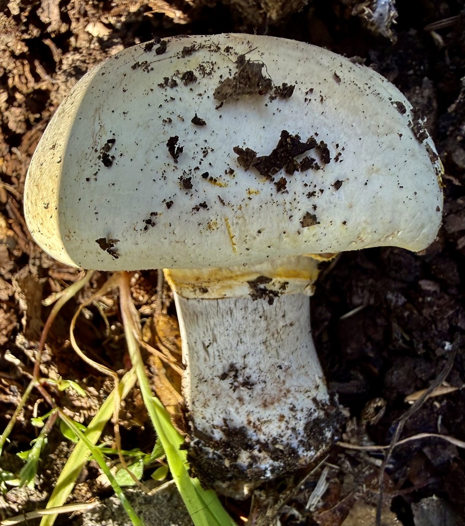 Agaricus xanthodermus · February 2026 · photo: © hllrnnr (iNaturalist, cc0)