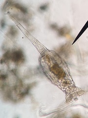 Rotaria macrura