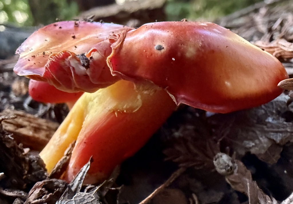 Hygrocybe laetissima · February 2026 · photo: © hllrnnr (iNaturalist, cc0)