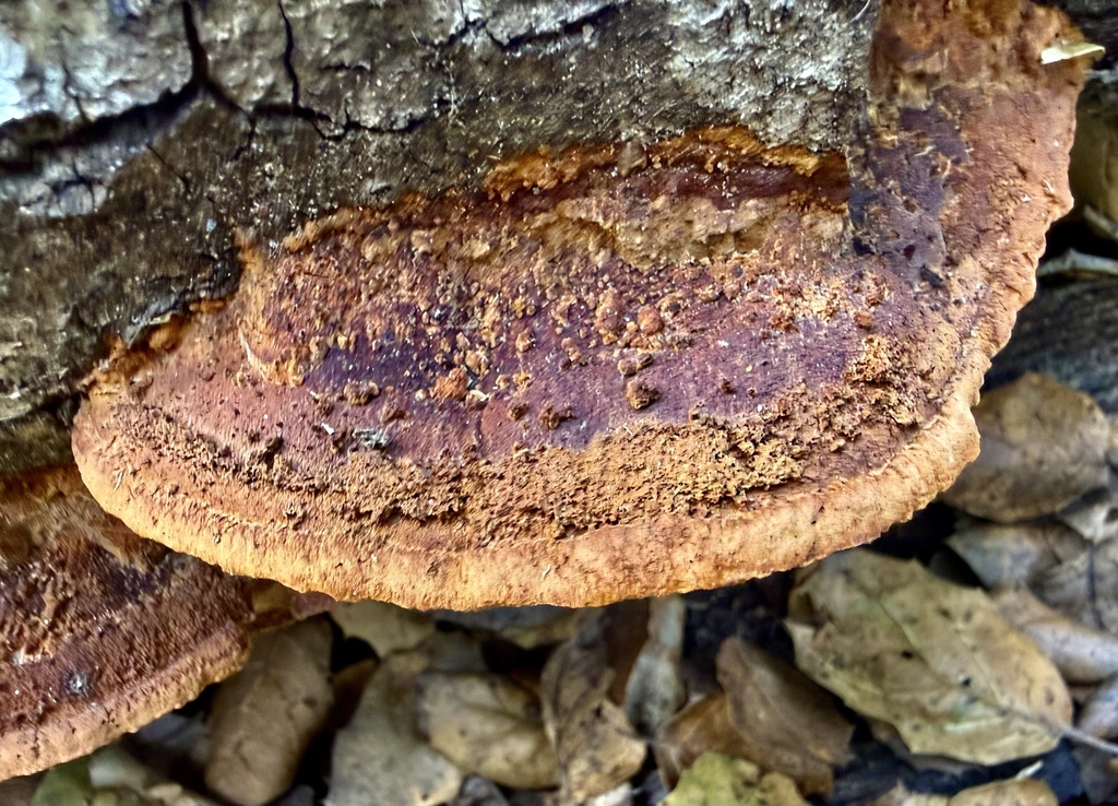 Fuscoporia gilva · February 2026 · photo: © hllrnnr (iNaturalist, cc0)