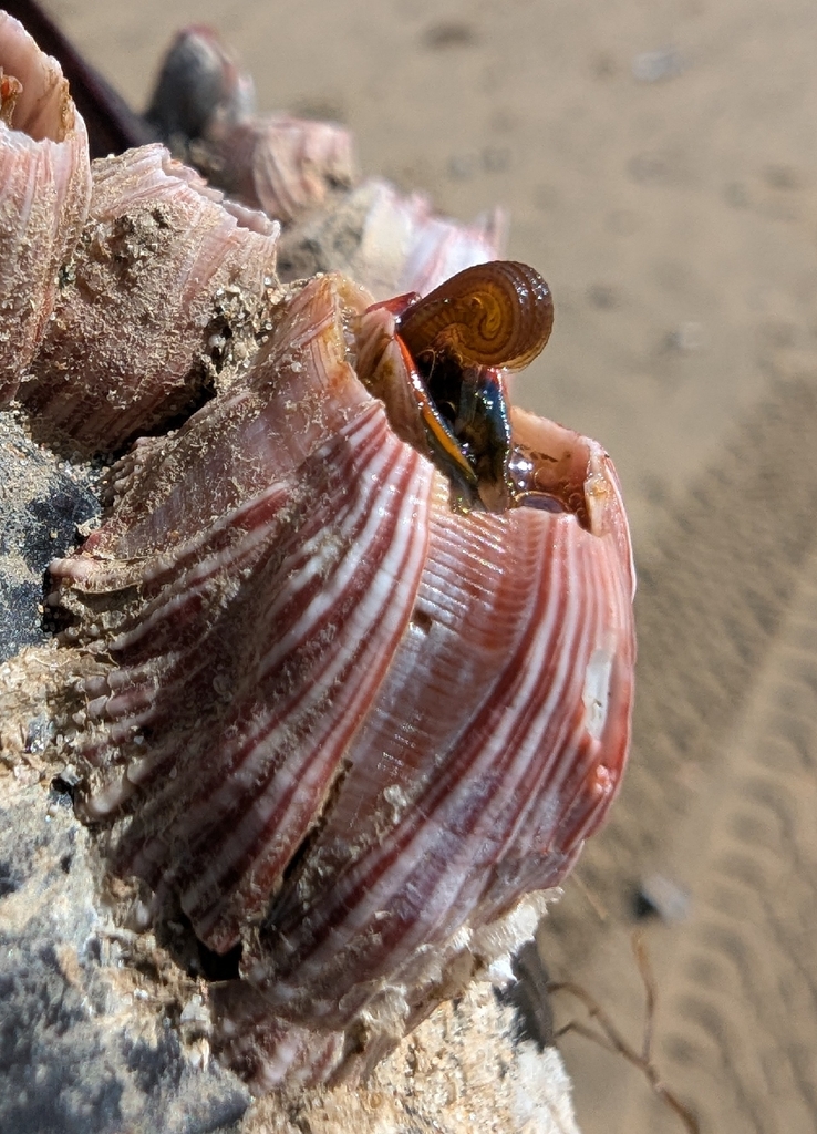 California Barnacle