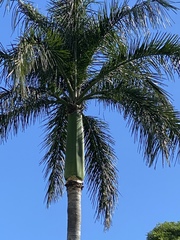 Arecaceae
