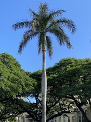 Arecaceae