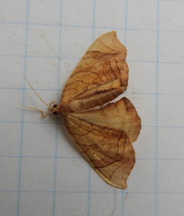 Eulithis gracilineata