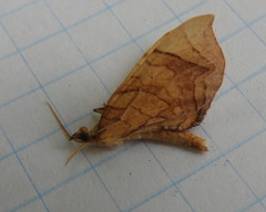 Eulithis gracilineata