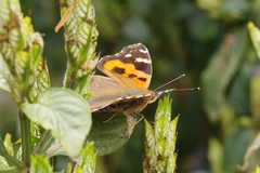 Vanessa indica indica