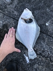 Paralichthys lethostigma