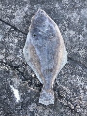 Paralichthys lethostigma