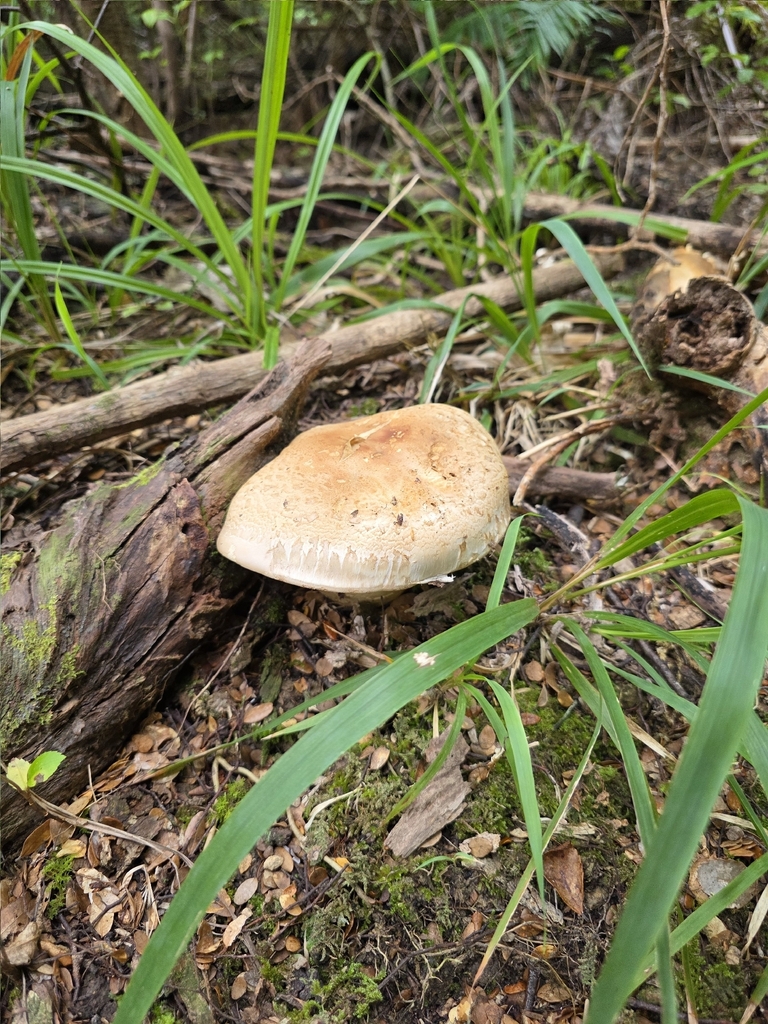 Hebeloma victoriense · February 2026 · photo: © nicnation (iNaturalist, cc-by)