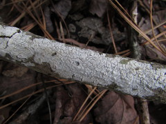 Basidiomycota