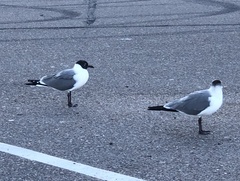 Leucophaeus atricilla