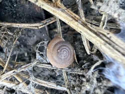 Caracollina lenticula