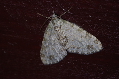 Trichopterigia consobrinaria