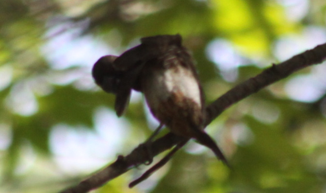 White-rumped Munia (Lonchura striata), photo 6