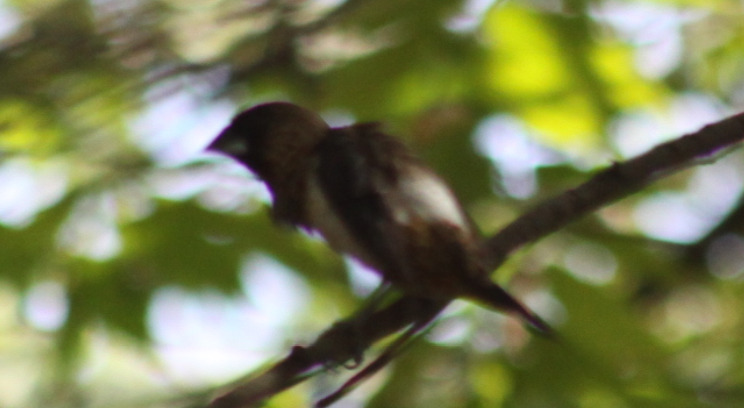 White-rumped Munia (Lonchura striata), photo 5