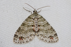 Trichopterigia consobrinaria