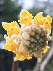Edgeworthia chrysantha