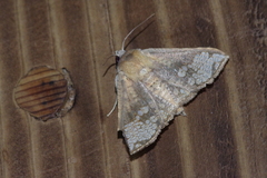Canaea ryukyuensis