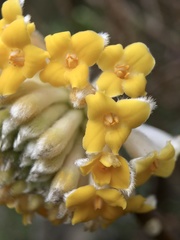 Edgeworthia chrysantha