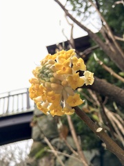 Edgeworthia chrysantha