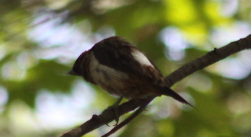 White-rumped Munia (Lonchura striata), photo 9
