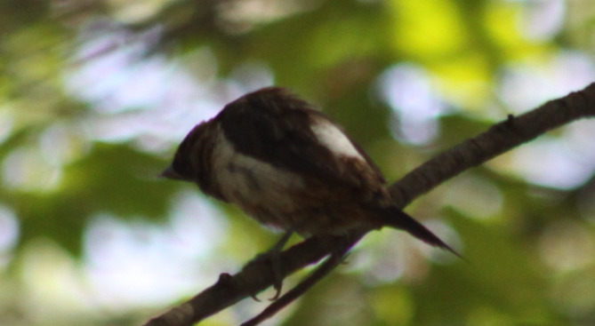 White-rumped Munia (Lonchura striata), photo 7