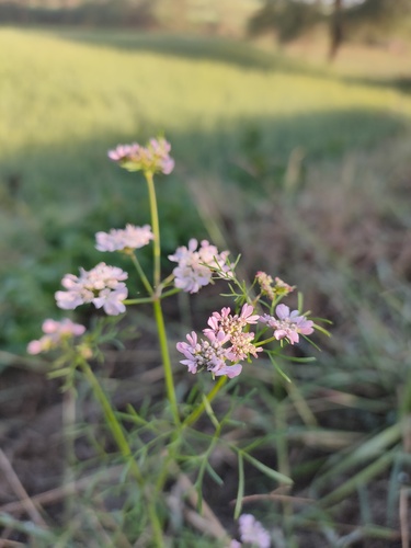 coriander