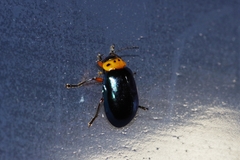 Morphosphaera caerulea