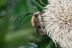 Eucera okinawae
