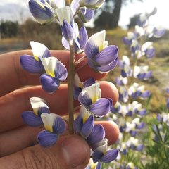 Lupinus