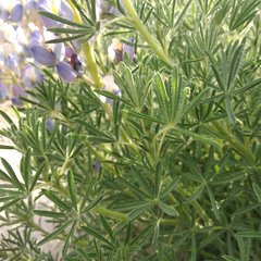 Lupinus